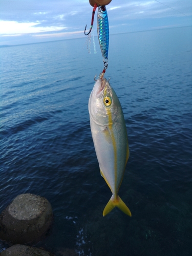 ワカシの釣果