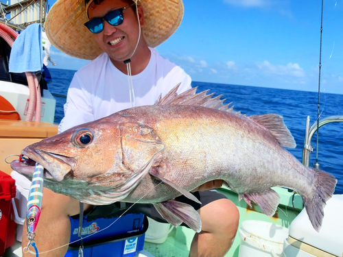 アラの釣果