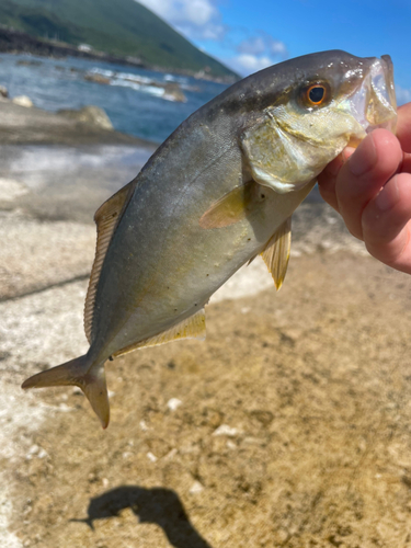 ショゴの釣果