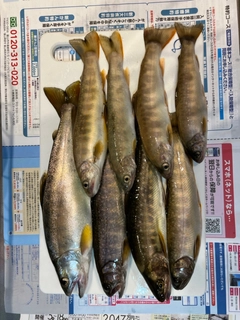 イワナの釣果