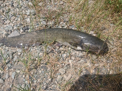 ナマズの釣果