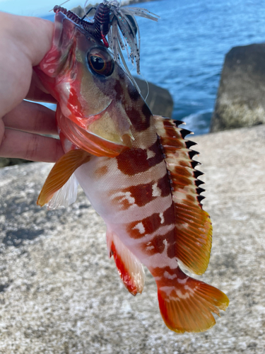 アカハタの釣果