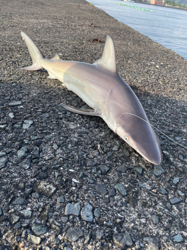 サメの釣果