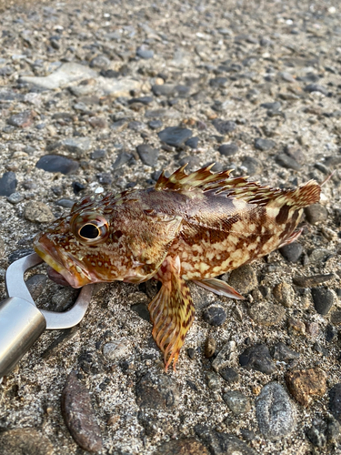 カサゴの釣果