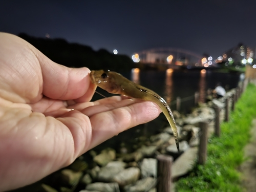 マハゼの釣果