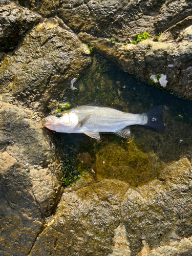 セイゴ（マルスズキ）の釣果