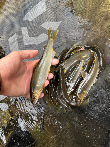 アユの釣果