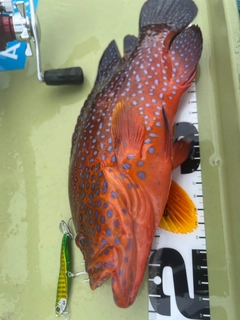 ユカタハタの釣果