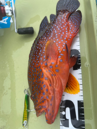 ユカタハタの釣果