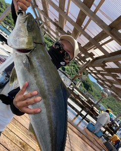 ヒラマサの釣果