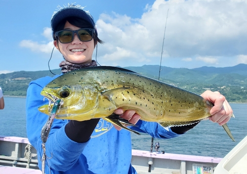 シイラの釣果