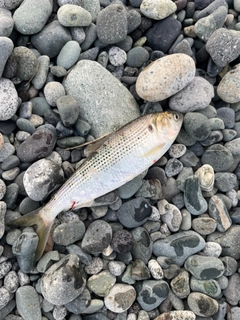 コノシロの釣果