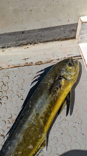 シイラの釣果