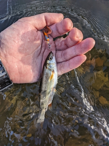 ウグイの釣果