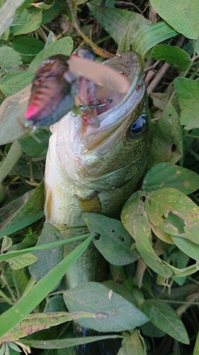 ブラックバスの釣果