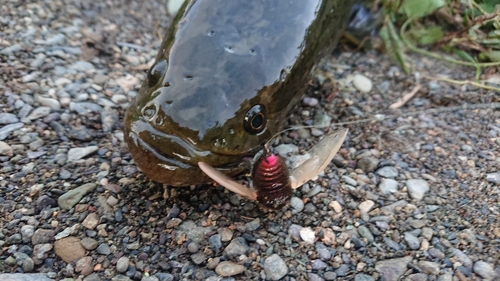 ライギョの釣果