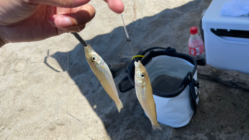 キスの釣果