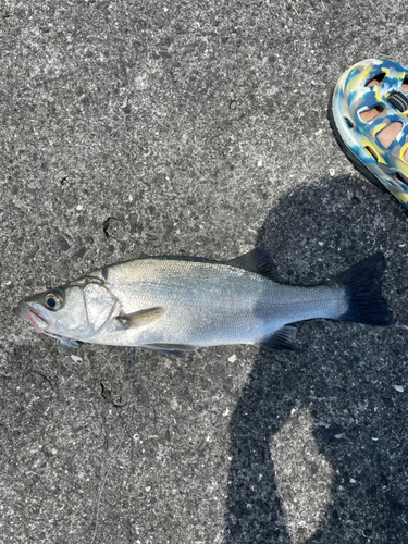 ヒラスズキの釣果