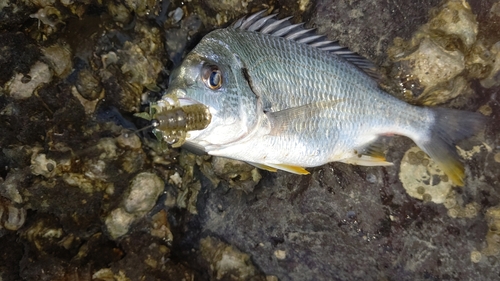 キビレの釣果