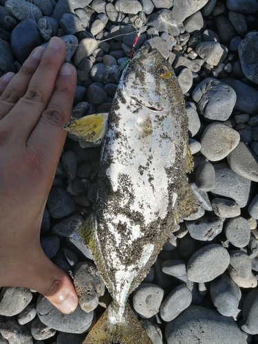 ショゴの釣果