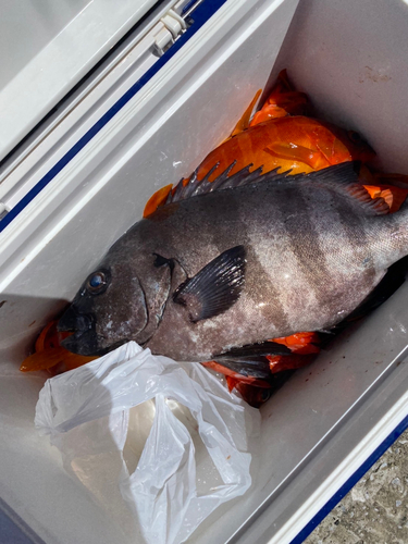 イシダイの釣果