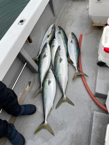 ブリの釣果