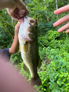 ラージマウスバスの釣果