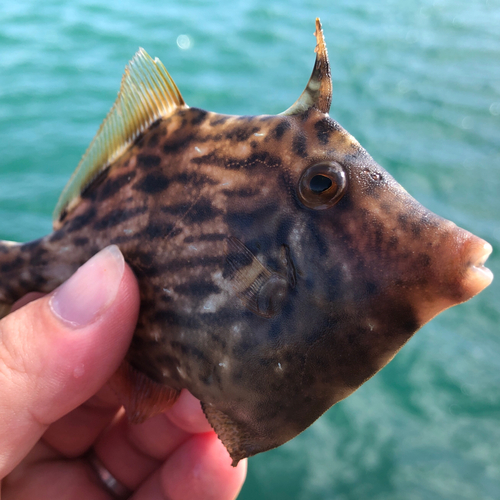 カワハギの釣果