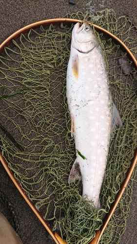 アメマスの釣果