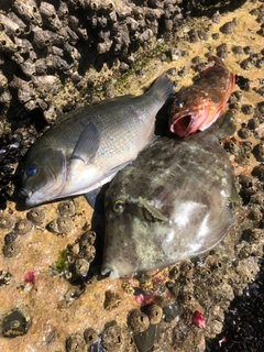 カワハギの釣果