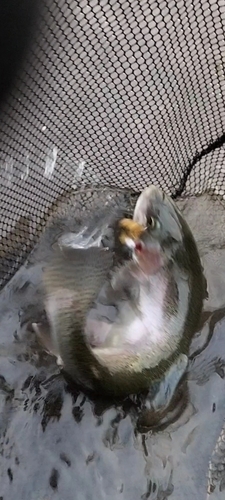 ニジマスの釣果