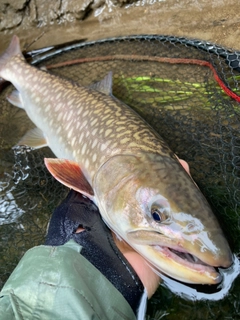 アメマスの釣果