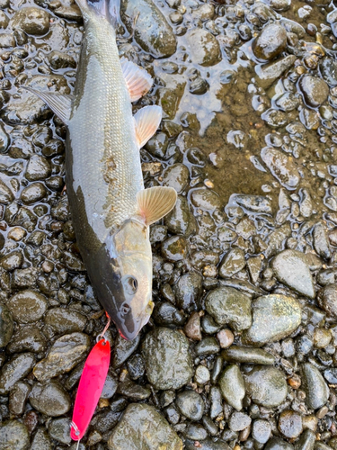 ウグイの釣果