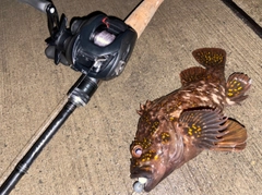 オウゴンムラソイの釣果