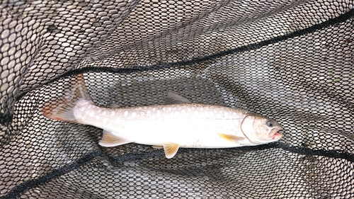 アメマスの釣果