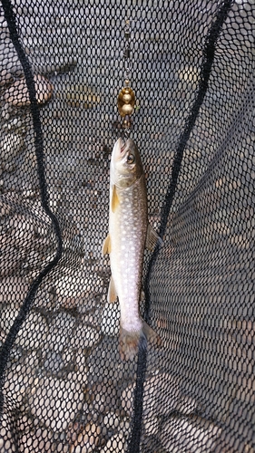 アメマスの釣果