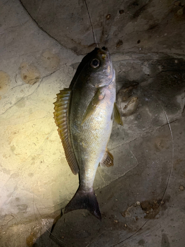 イサキの釣果