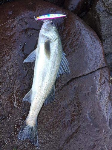 スズキの釣果