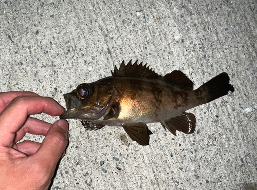 メバルの釣果