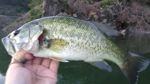 ラージマウスバスの釣果