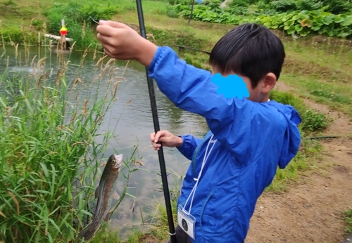 ニジマスの釣果