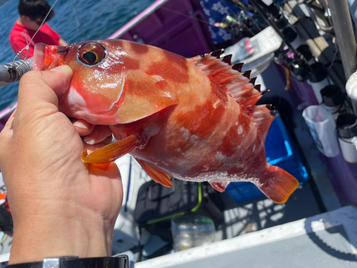 アカハタの釣果