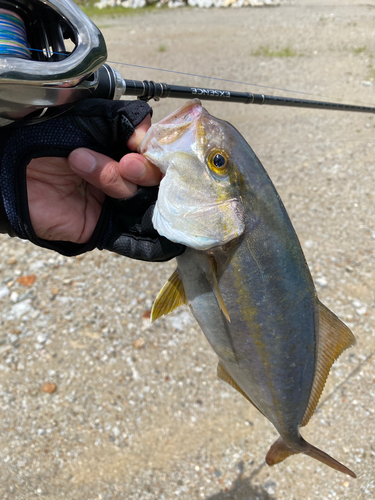 カンパチの釣果