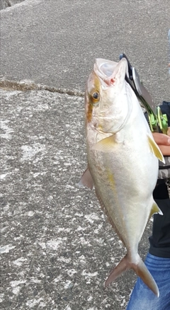 カンパチの釣果