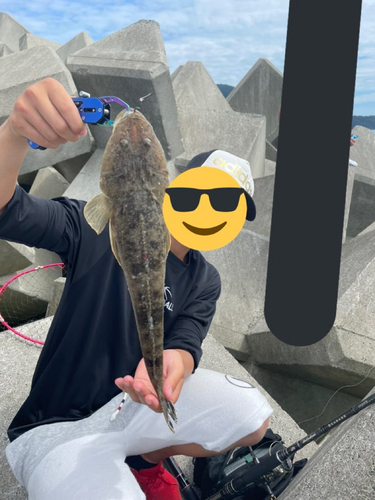 マゴチの釣果