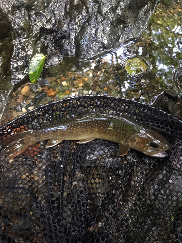 イワナの釣果