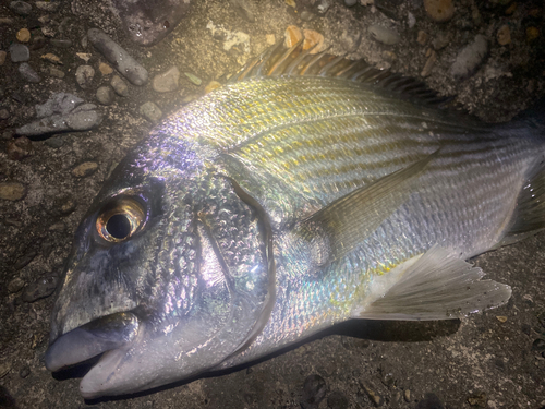 ヘダイの釣果