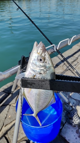 シマアジの釣果