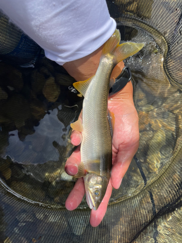 アユの釣果