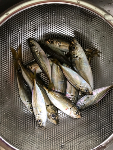 アジの釣果